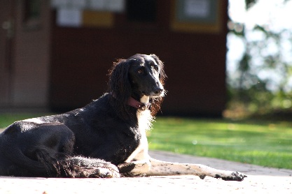 Hundewiese Eickhorst